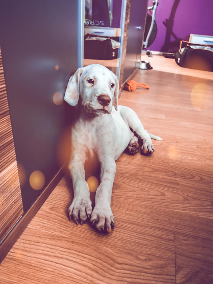 Máte už pojištění psů a koček?