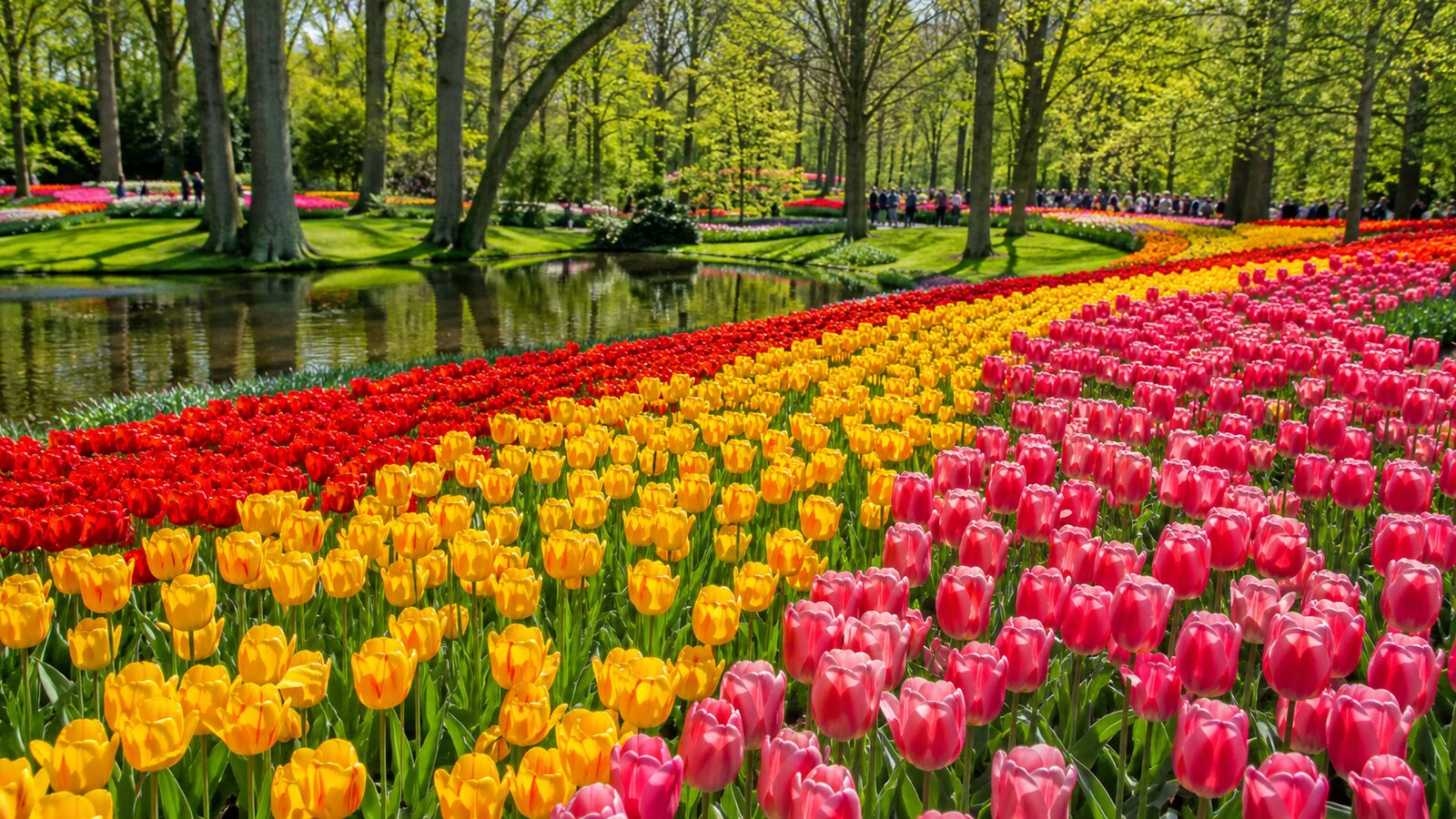 Barevné záhony tulipánů v květinovém parku Keukenhof