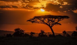 Přečtete si více ze článku Discover the Wonders of Africa A Must-Visit Destination for Your Next Travel Adventure